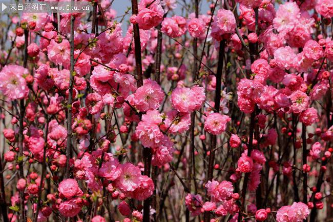 点击大图看下一张：春天盛放的浪漫樱花图片