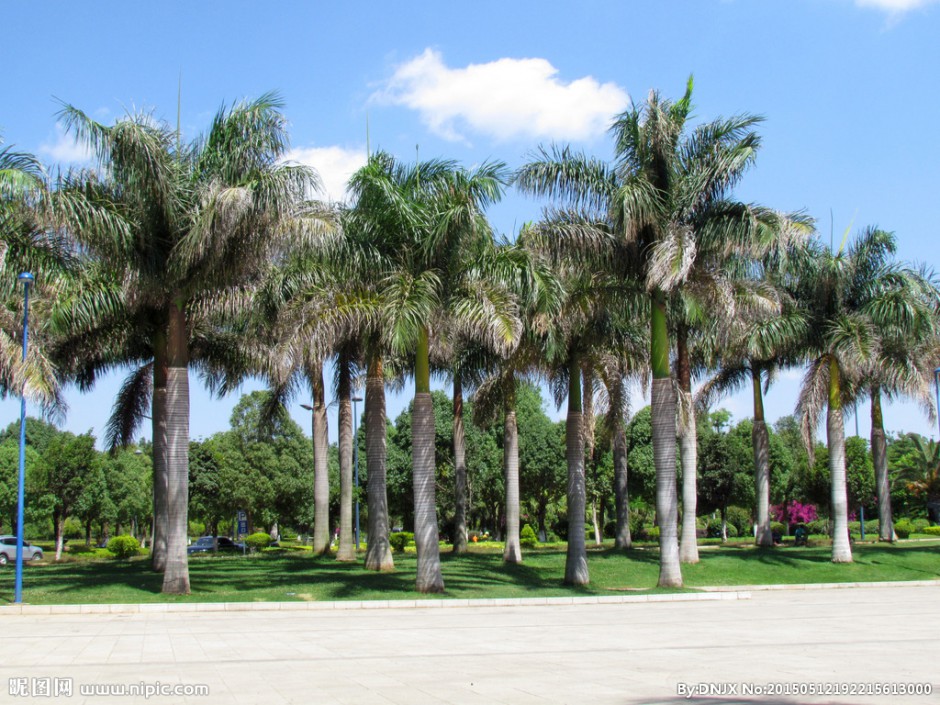 点击大图看下一张：公园的棕榈树图片高清