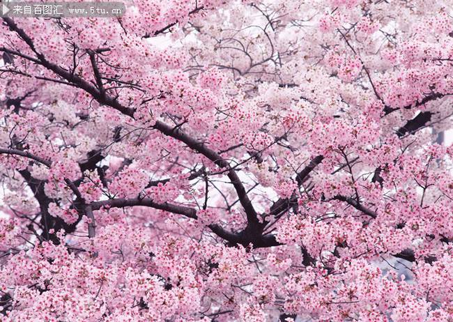 点击大图看下一张：美丽梦幻的粉红色樱花图片