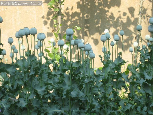 点击大图看下一张：白色罂粟花摄影图片