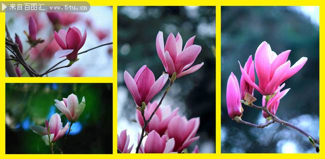 点击大图看下一张：紫玉兰花图片素材分享