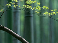 春天的枫叶实拍图片