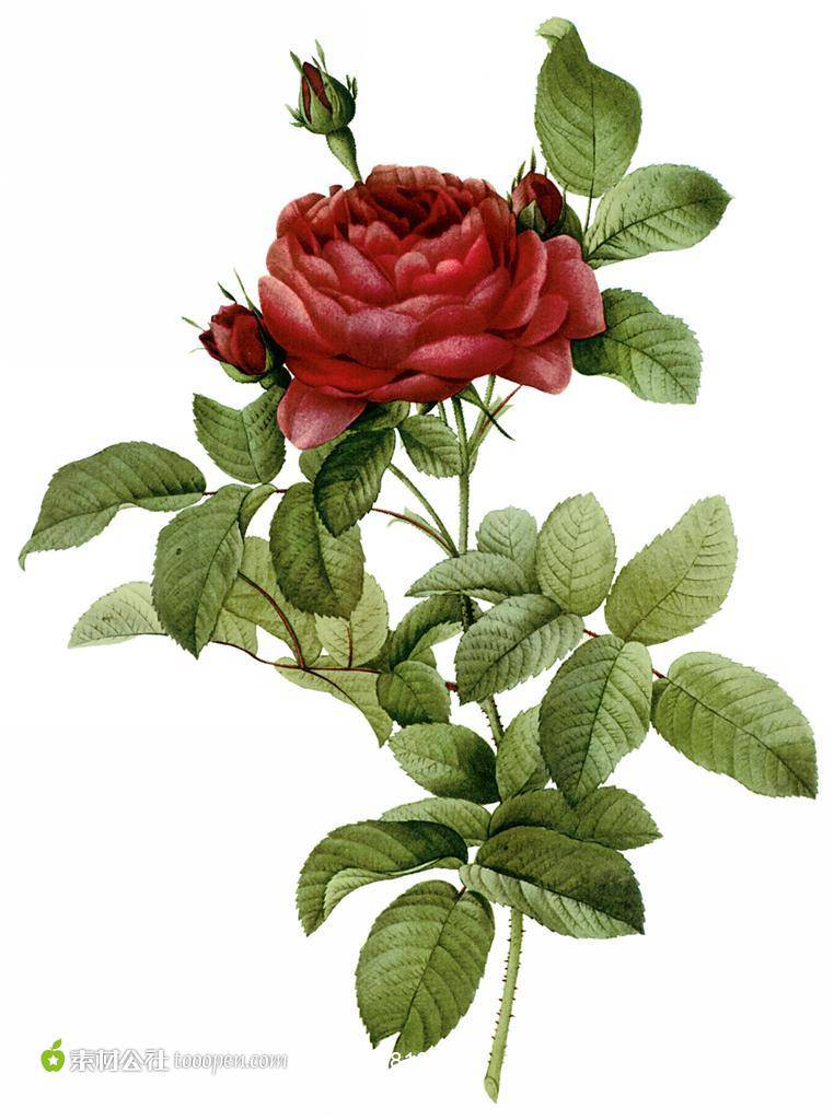 点击大图看下一张：手绘玫瑰花素材精致逼真