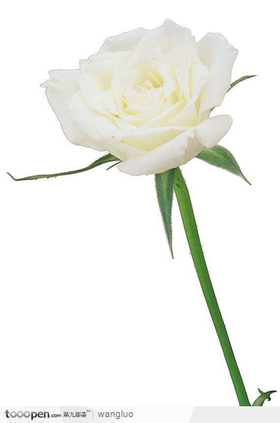 点击大图看下一张：一朵白玫瑰唯美高清图片