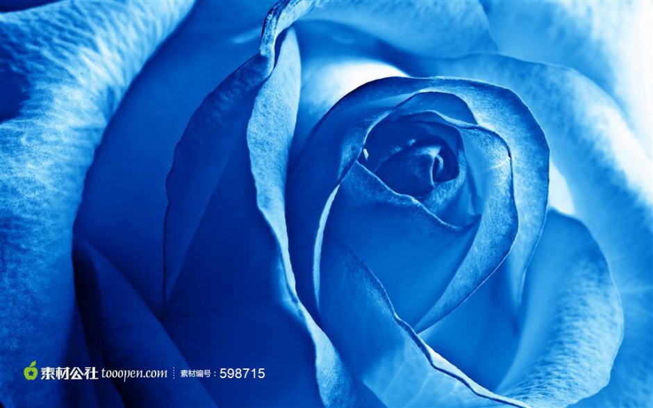 点击大图看下一张：蓝色玫瑰花特写高清图片