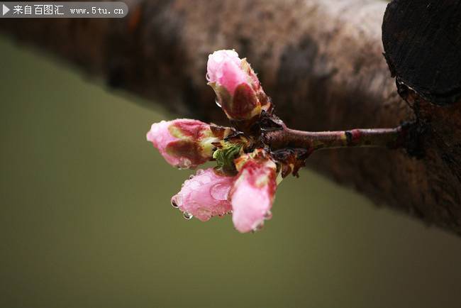 点击大图看下一张：下雨天含苞待放的漂亮桃花图片