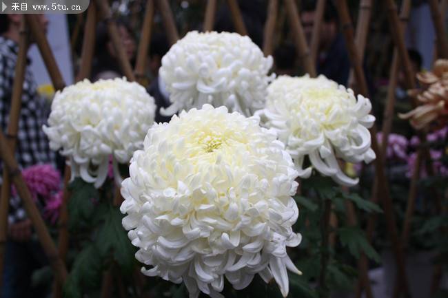 点击大图看下一张：花团锦簇的白菊花图片