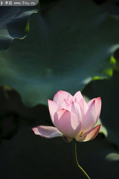 点击大图看下一张：水塘中的粉红莲花图片