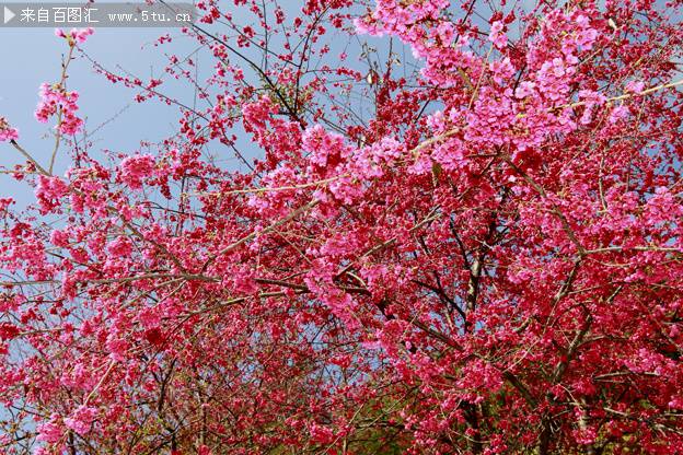 点击大图看下一张：精选美丽的樱花图片欣赏