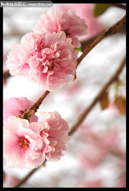 点击大图看下一张：武大美丽的樱花特写图片