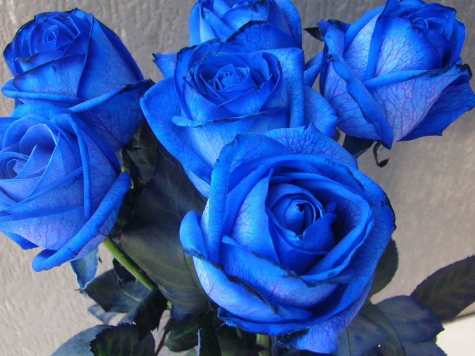点击大图看下一张：珍贵的蓝色玫瑰花高清图片