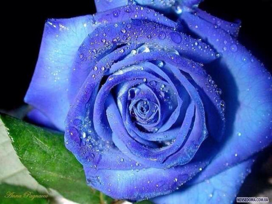 点击大图看下一张：诱人的蓝色玫瑰花图片