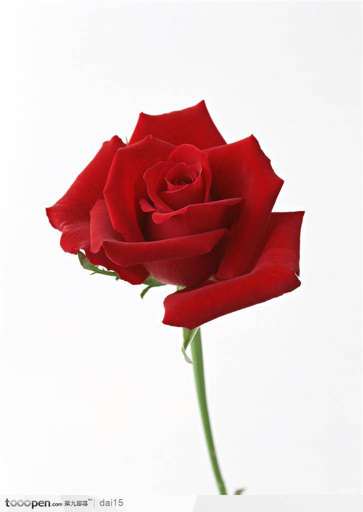 点击大图看下一张：一枝鲜艳的红玫瑰素材