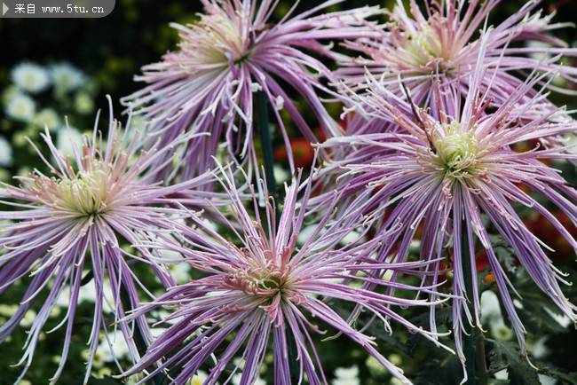 点击大图看下一张：菊花图片大全高清鲜花特写精选