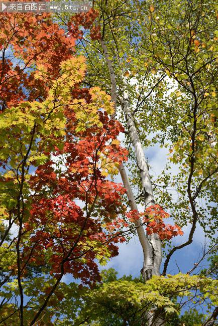 点击大图看下一张：秋日枫树摄影图片欣赏