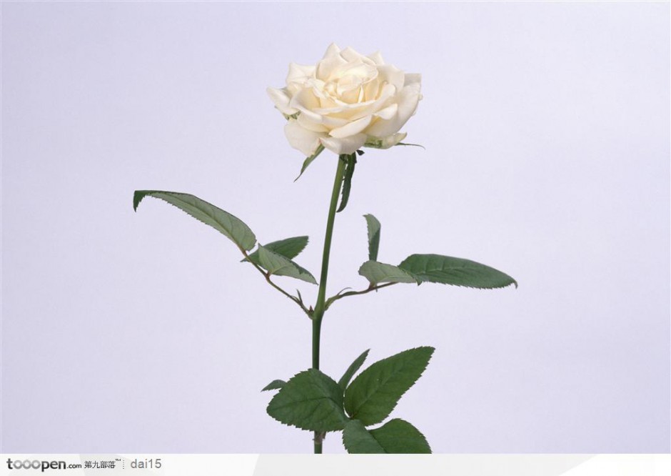 点击大图看下一张：一朵盛放的白玫瑰图片