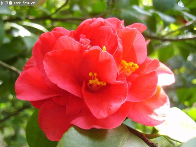 点击大图看下一张：花色艳丽的红茶花凤仙特写图片