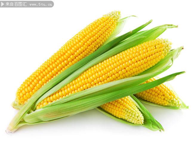 点击大图看下一张：金灿灿的玉米高清图片素材