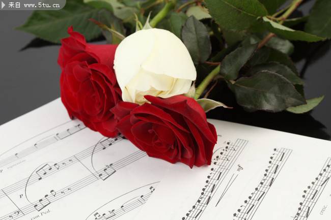 点击大图看下一张：乐谱上的玫瑰花艺术图片
