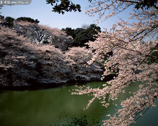 点击大图看下一张：盛开的樱花树图片素材