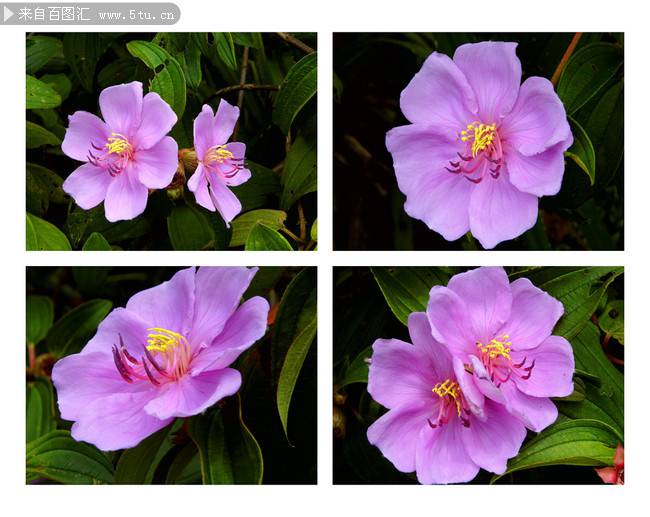 点击大图看下一张：唯美清雅的紫色野牡丹图片