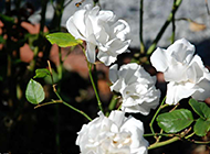 唯美的白玫瑰高清图片赏析