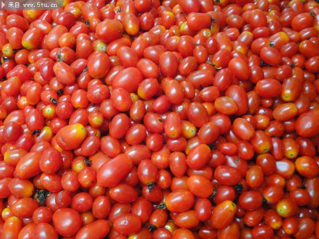点击大图看下一张：新鲜的野生小番茄图片