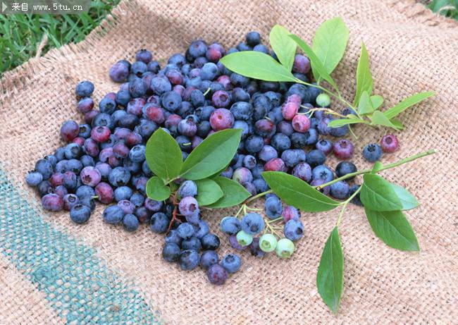 点击大图看下一张：新鲜采摘的蓝莓图片