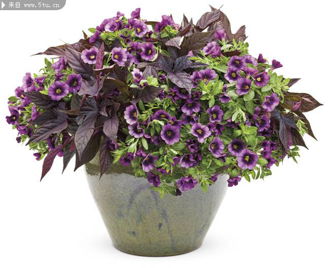 点击大图看下一张：深紫色的牵牛花盆栽图片