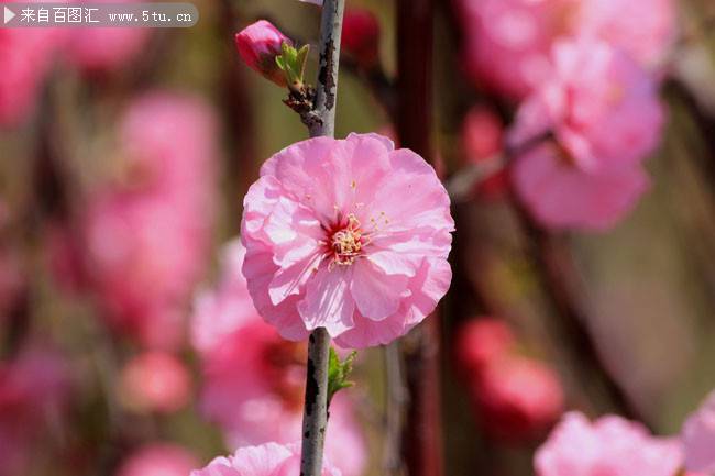 点击大图看下一张：日本樱花图片高清背景素材