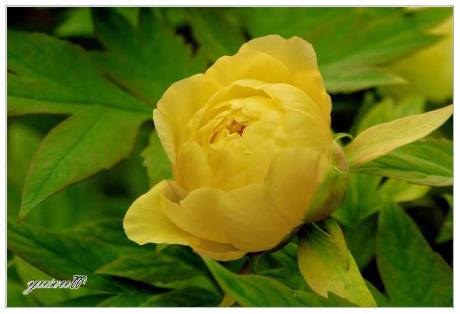 点击大图看下一张：中国稀有黄色牡丹花植物图片
