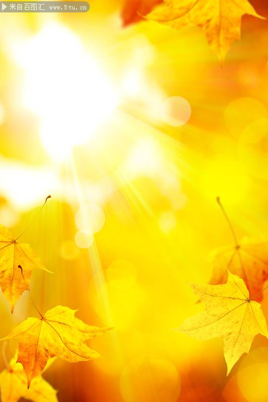 点击大图看下一张：秋天唯美枫叶图片精美素材