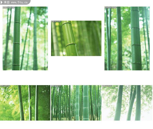 点击大图看下一张：嫩绿的竹林摄影图片