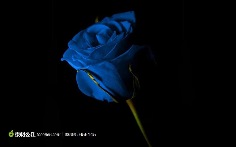 点击大图看下一张：代表稀世珍爱的蓝色玫瑰花
