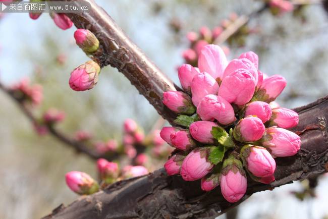 点击大图看下一张：春天含苞待放的桃花图片
