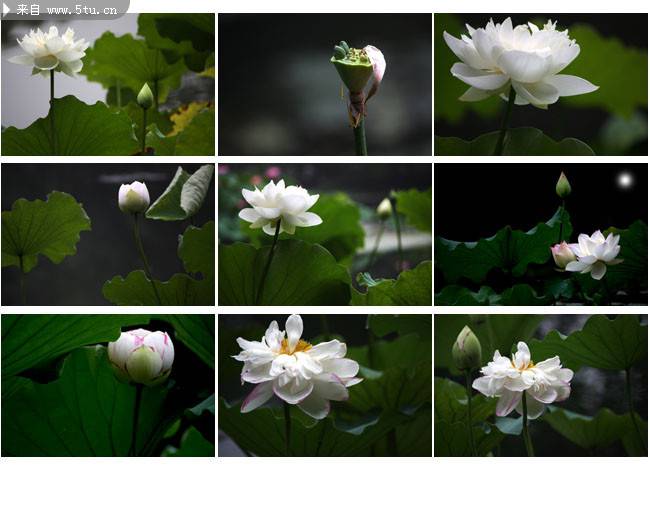 点击大图看下一张：池中唯美绽放的白莲花图片