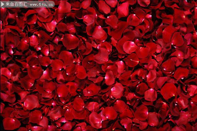 点击大图看下一张：红色的玫瑰花瓣图片素材