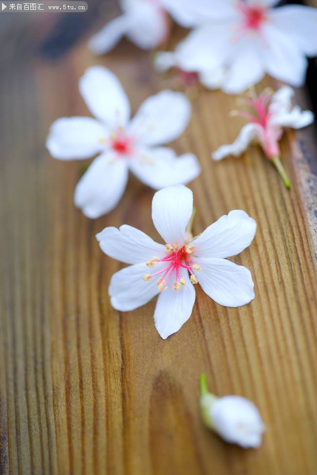 点击大图看下一张：粉色樱花图片高清摄影