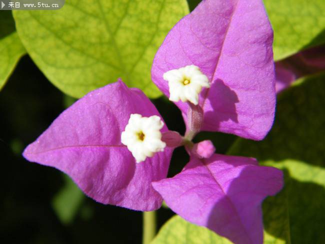 点击大图看下一张：紫色三角梅原创鲜花摄影图片