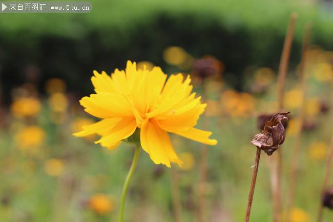 点击大图看下一张：黄色野菊花图片摄影作品
