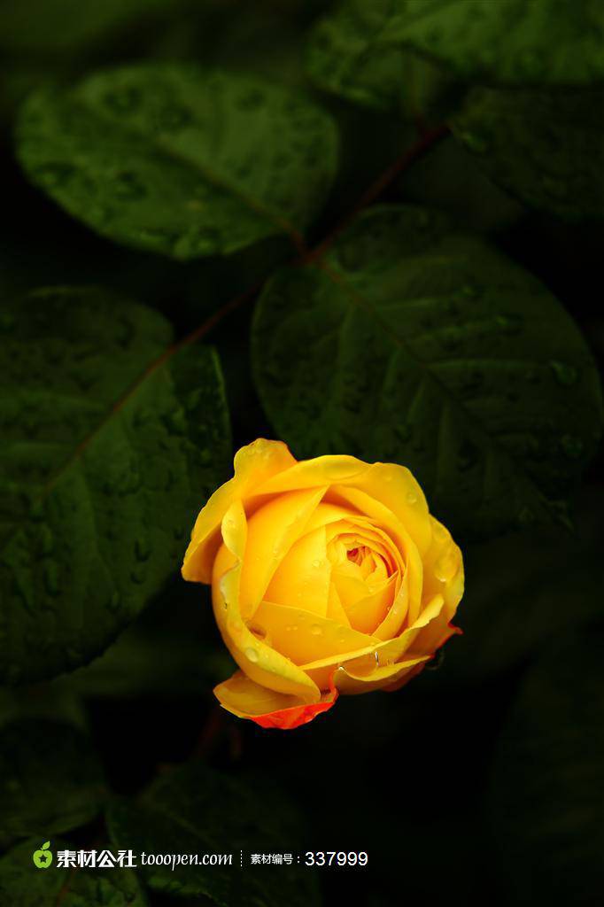 点击大图看下一张：一枝黄玫瑰图片素材明艳诱人