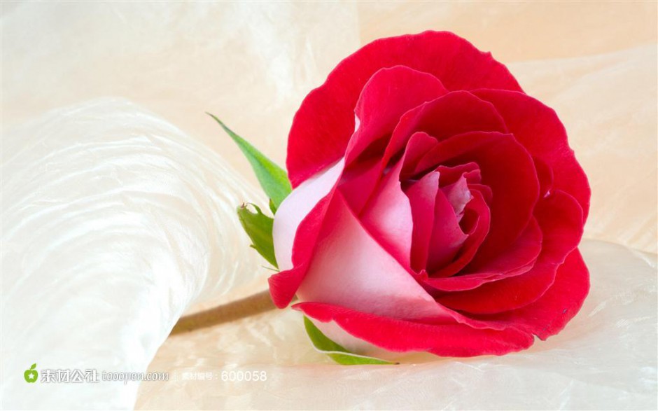 点击大图看下一张：一朵红玫瑰花高清特写图片
