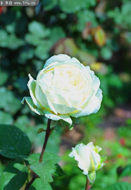 点击大图看下一张：一朵好看的唯美白玫瑰图片