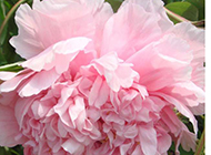 盛开的粉色牡丹花摄影图片