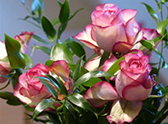 粉红娇羞欲滴的玫瑰花图片