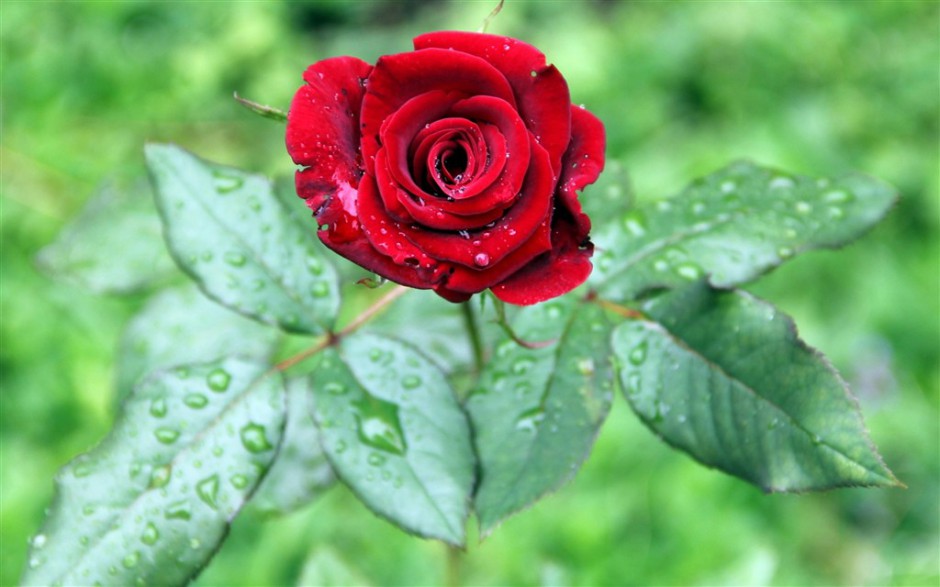 点击大图看下一张：盛开的雨后鲜红玫瑰花图片