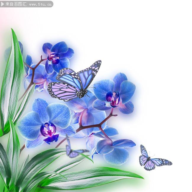 点击大图看下一张：紫色蝴蝶兰花梦幻背景图片