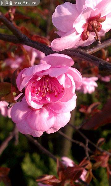 点击大图看下一张：春天的桃花特写图片