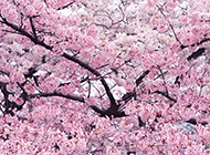 校园唯美粉色樱花树图片