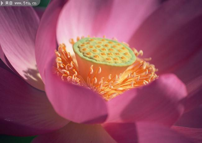 点击大图看下一张：好看的粉色荷花特写图片